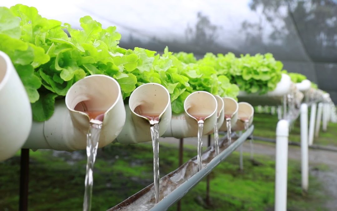 El Cultivo Hidropónico y la importancia de la calidad del agua